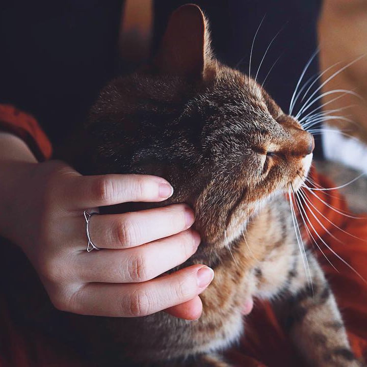 Mačací prsteň 39328